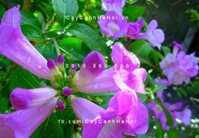 Hoa ánh hồng lý tím lá tỏi