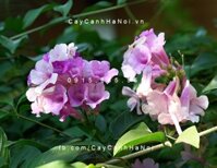 Hoa ánh hồng lý tím lá tỏi