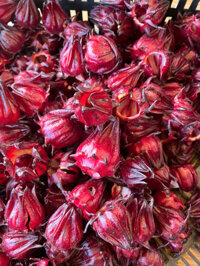 Hoa Atiso Đỏ Tươi