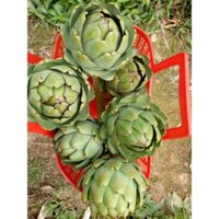 Hoa atisô khô hoa 100%