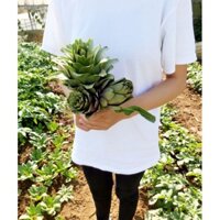 Hoa Atiso tươi nhà trồng đà lạt