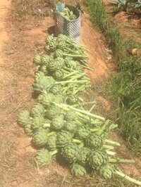 Hoa Atiso tươi và khô