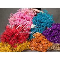 Hoa baby khô bó to ~100gr trang trí decor nhà cửa