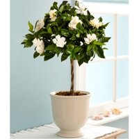 hoa bạch thiên hương (hoa dành dành cánh kép) hoa thơm nức - cây thân gỗ dáng 1 thân