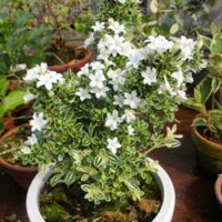 Hoa Bạch Tuyết Mai -chậu cây lớn