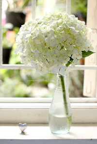 Hoa cẩm tú cầu trắng