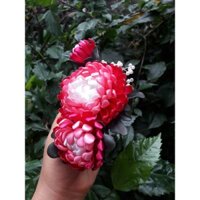 Hoa cúc cài áo dài (NHẬN ORDER ĐỦ MÀU THEO YÊU CẦU)