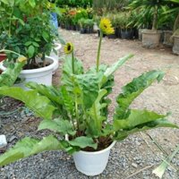 Hoa Cúc Đồng Tiền ( hàng đẹp)