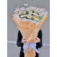 Hoa cúc họa mi kẽm nhung