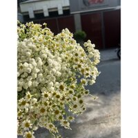 Hoa Cúc Tana Đà Lạt mix Baby Hoa Cắm Bình  - Hoa Tươi [SHIPHOATOC]