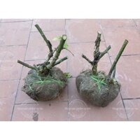 hoa dã quỳ(gốc bầu to ngẫu nhiên tới 10kg)sẵn hàng trong phân loại