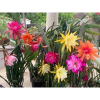 Hoa Đại Nhật Quỳnh- Chậu Hoa Quỳnh Giống