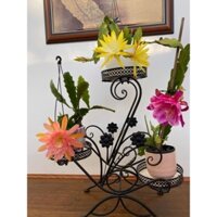 Hoa Đại Nhật Quỳnh. MIX 3 MÀU 1 CHẬU CÂY GIỐNG . Trồng vài tháng là ra hoa bói như hình mẫu