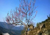 HOA ĐÀO RỪNG - SAPA