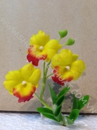 Hoa đất mini- Lan Dendro - Mã 22