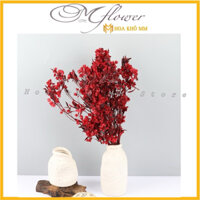 Hoa Đậu khô trắng 1 bó lớn , Hoa đậu bất tử khô hoa khô trang trí nhà cửa