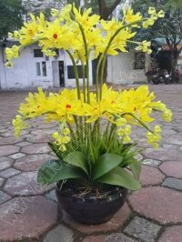 Hoa Địa Lan Vàng - Mã: HPL 164