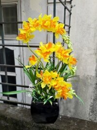 Hoa Địa Lan Vàng - Mã: HPL 167