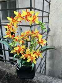 Hoa Địa Lan Vàng - Mã: HPL 121