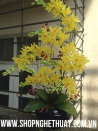 Hoa Địa Lan Vàng - Mã: HPL 227
