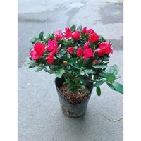 Hoa Đỗ Quyên (hồng đậm, hồng nhạt, tím)