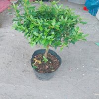 Hoa Đỗ Quyên (hồng đậm, hồng nhạt, tím)