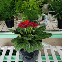 Hoa Đồng Tiền Lùn Cây Có Bầu Đất Khoẻ (Màu Ngẫu Nhiên)