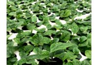 Hoa Đồng Tiền Lùn