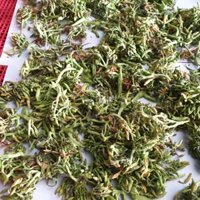 Hoa đu đủ đực khô