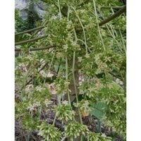 hoa đu đủ đực tươi