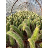 HOA ĐUÔI CHỒN ĐẸP NHƯ ẢNH