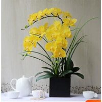 Hoa giả, bình hoa lan hồ điệp đẹp giống thật để bàn trang trí nhà cửa sang trọng Flowermini LD-03 - 1 chậu vàng,đen