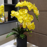 Hoa Giả - Chậu lan hồ điệp mini để bàn, gồm 1 cành lan đẹp loại 1 + chậu sứ - Ảnh thật