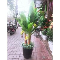 Hoa giả [FREESHIP] cây giả cây chuối cảnh chuối có buồng cao 1m8 nhiều quả giống thật (Hà Nội ship trong ngày)