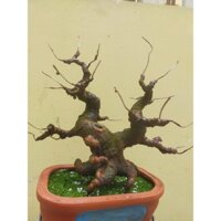 Hoa Giả-Gốc cây đào bonsai dáng phu thê,giúp bạn có 1 cây đào kẽm nhung cao 25cm-28cm