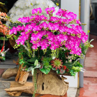 Hoa Giả - Hoa Lụa. Chậu Lan Hồ Điệp Cao Su Trồng Trên LŨA
