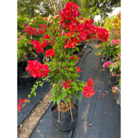 Hoa Giấy Đỏ Cờ Thái cây 80cm (Ship dễ rụng hoa, bao chuẩn giống)