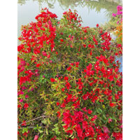 Hoa giấy đỏ lửa , cây ghép