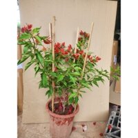 Hoa giấy đỏ lửa sẵn hoa như hình