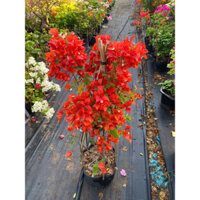 Hoa Giấy Đỏ Thái cao 80cm Nguyên Bản