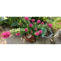 hoa giấy gốc mỹ