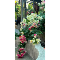 HOA GIẤY LADY ZYRAH NGUYÊN BẢN