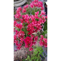 HOA GIẤY RUBY ĐỐM- KRISTINA GHÉP HOM 50Cm