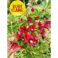 HOA GIẤY RUBY LỬA NGUYÊN BẢN C10 60-70cm