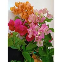 Hoa giấy Thái Lan đủ màu