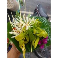 Hoa gói Hà Nội. Hoa thơm dâng lễ truyền thống