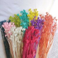 Hoa Hình Bát Giác Bất Tử Hoa Khô Mori Retro Hoa Sắp Xếp Chất Liệu Hoa Handmade Tự Làm Chất Liệu Phong Cách Mục Vụ Nhỏ Tươi Phòng Khách