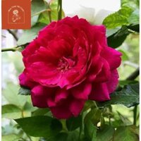 Hoa hồng Autumn Rouge  Giống hồng đẳng cấp cho giới nghiện hoa hồng - Cây nhỏ