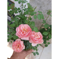 Hoa hồng bụi Boscobel Rose siêu thơm bền lặp nhanh-HoaNgoaiMeLinh