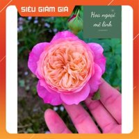 Hoa Hồng Bụi Constance Màu Hồng Phớt Trắng -Hoangoaimelinh